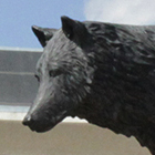 alum-140x140-lobo-zoom-bg.jpg